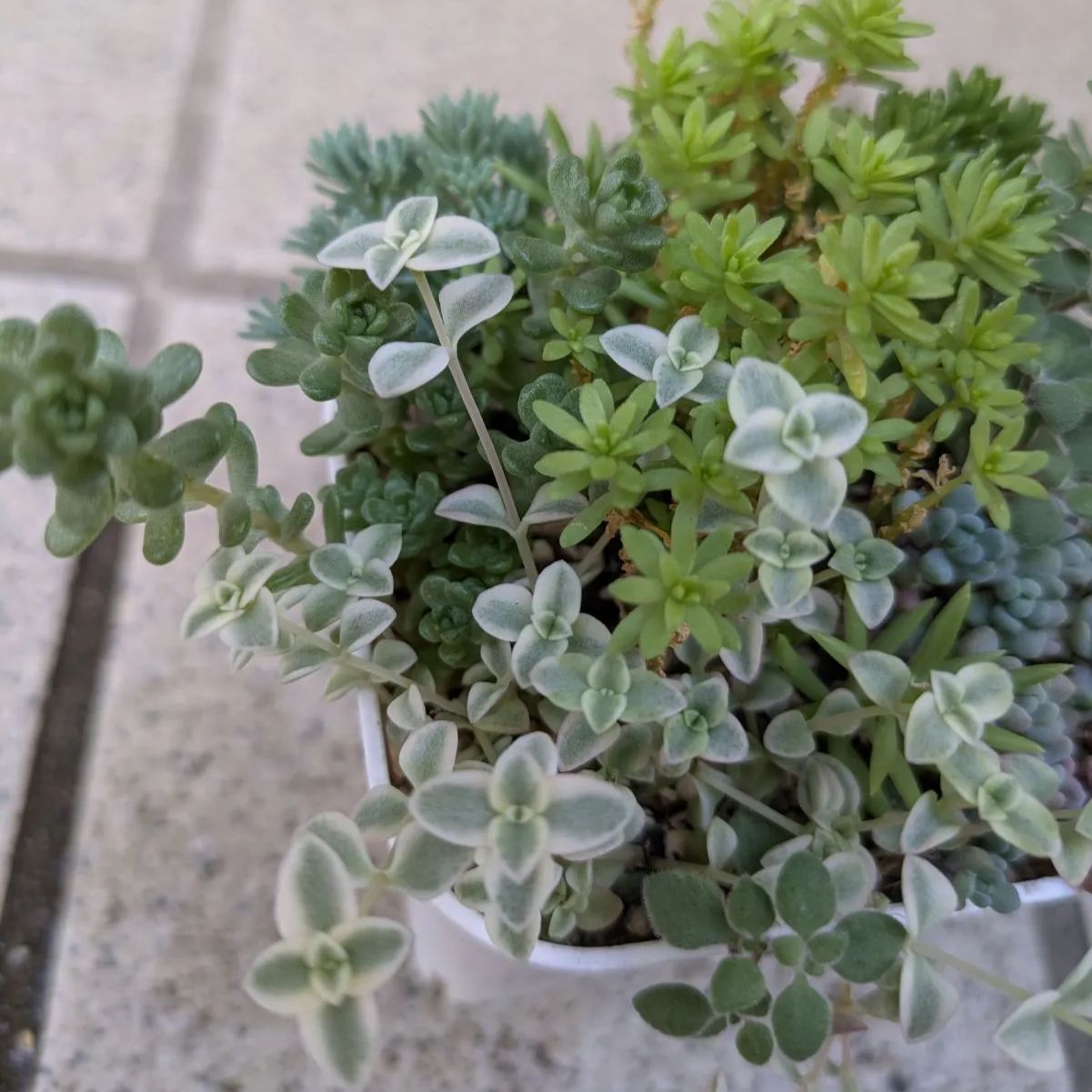 多肉植物 抜き苗 セダム寄せ植えセット 8×8 - メルカリ