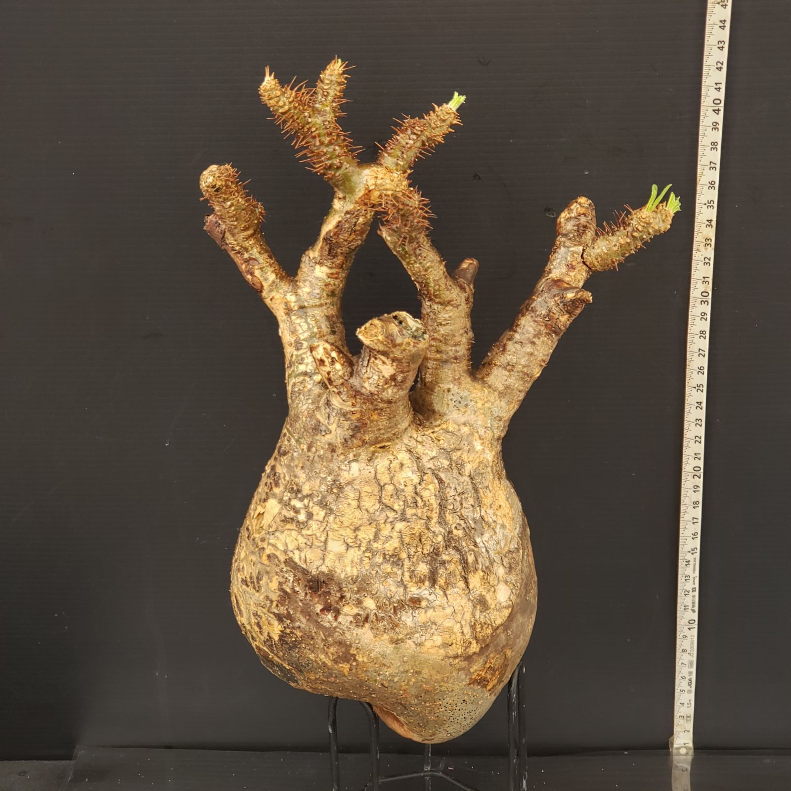 k*e様 パキポディウム　グラキリス W237【自社養生発根株】Pachypodium グラキリス（ML）（現地球