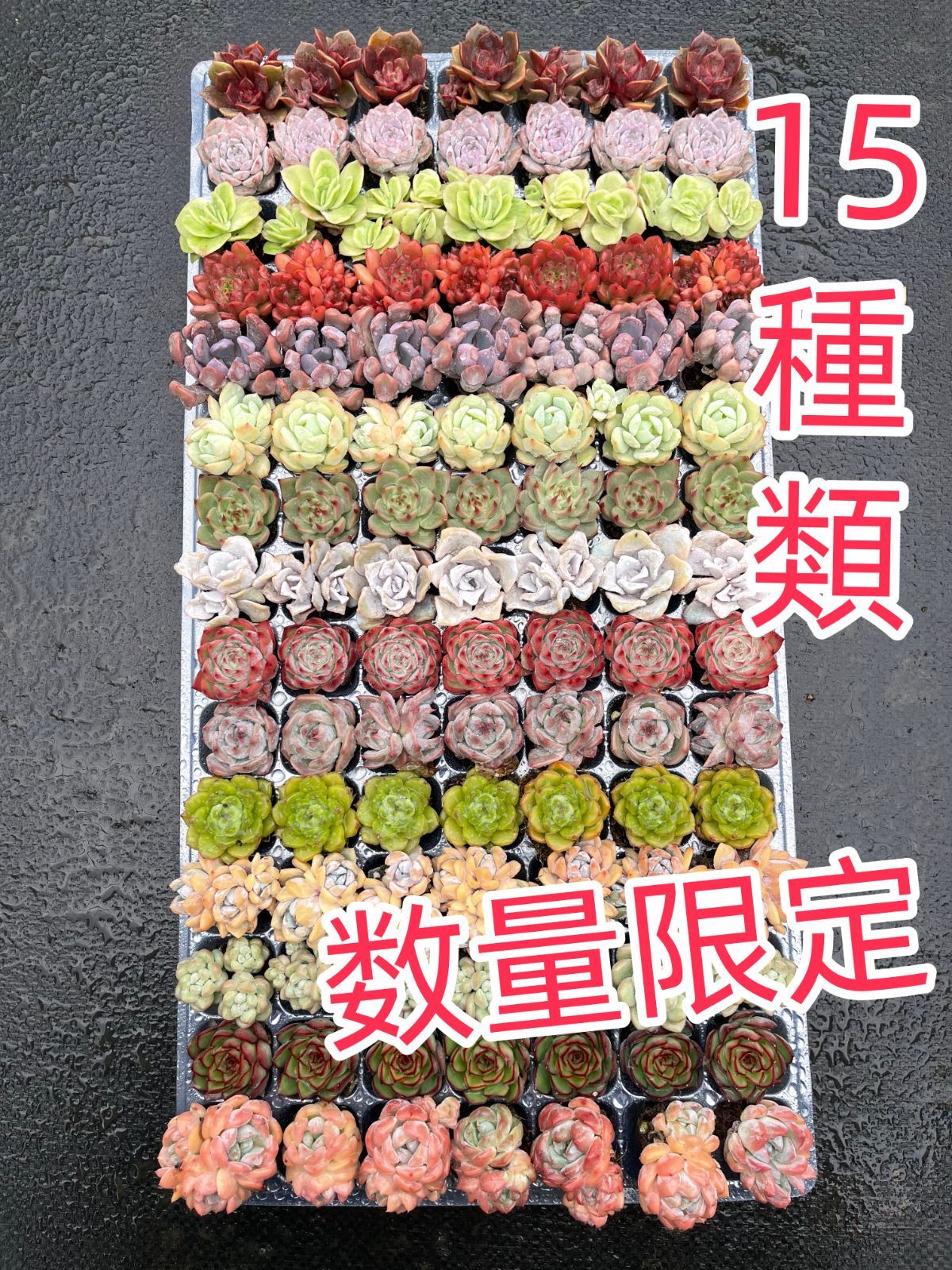 こ*ん様 15種類セット K1061×105苗 土付き 詰め合わせ 多肉植物