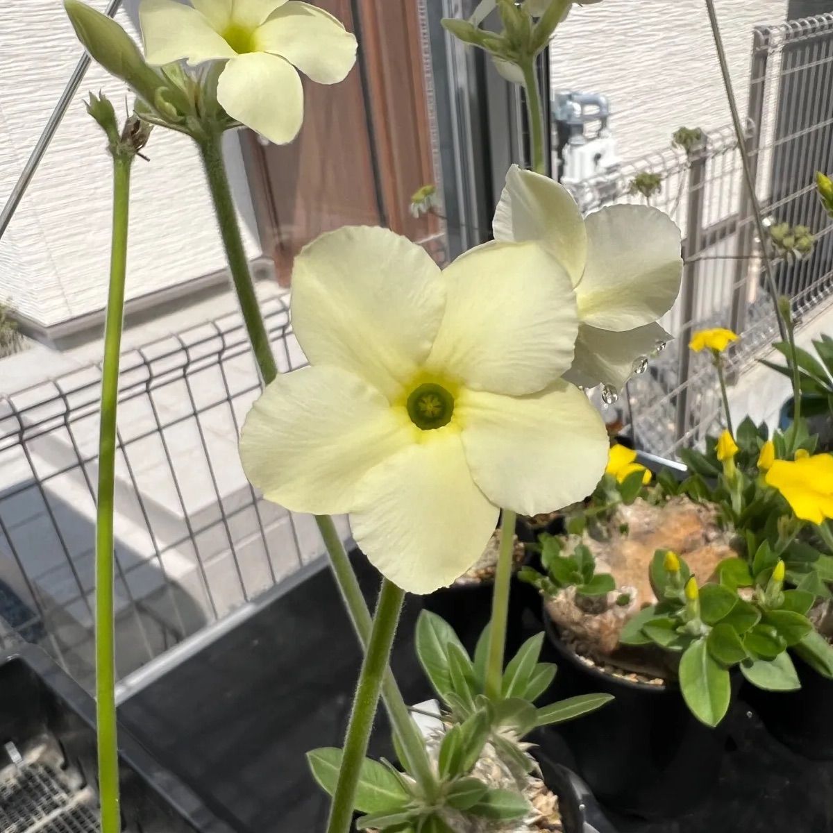 Amazon.co.jp: 自家採種した超新鮮な パキポディウム 白花