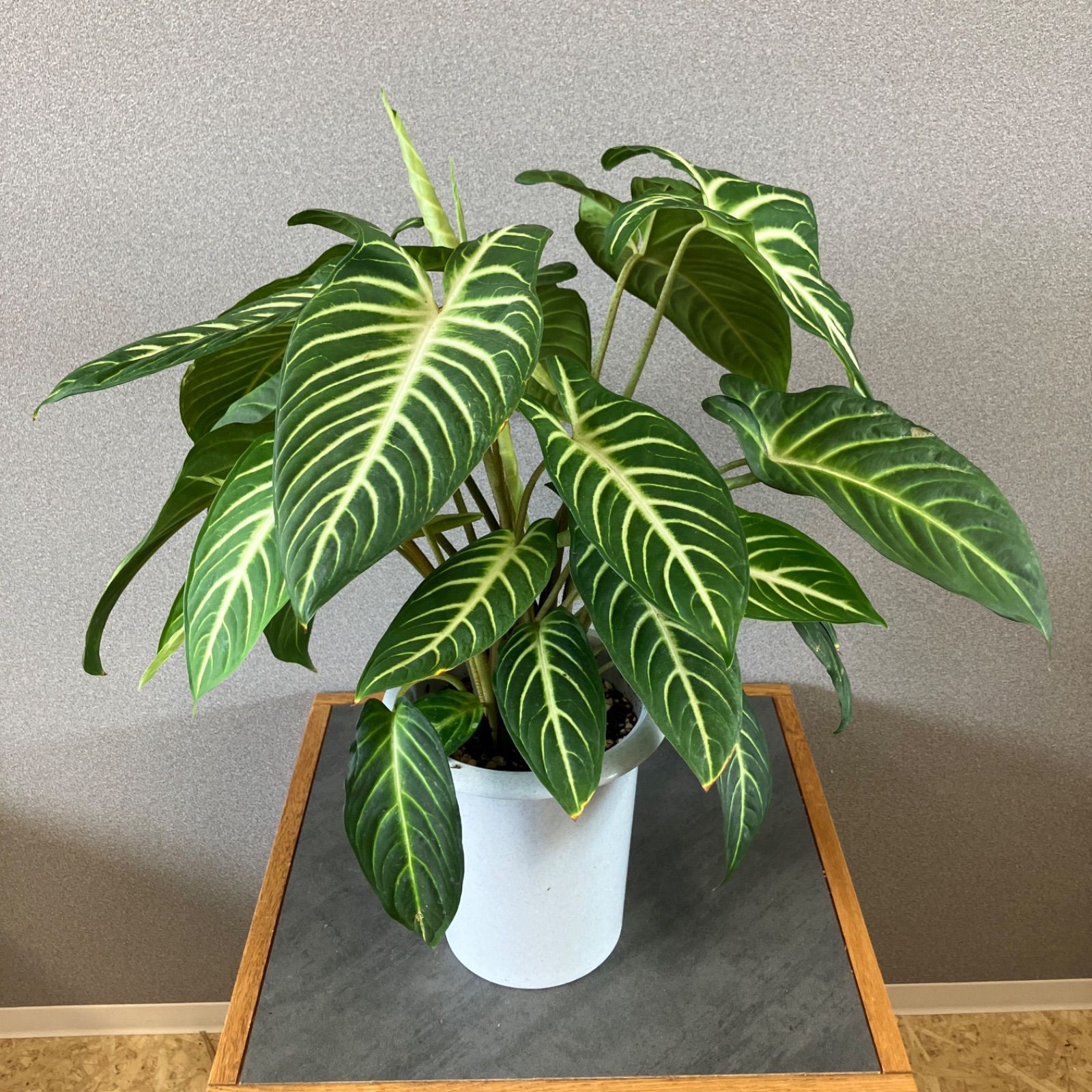 超希少❗️特大❗️アロカシア　キサントソーマ　リンデニー✨ 超希少❗️サイズ大❗️アロカシア キサントソーマ リンデニー✨ 超