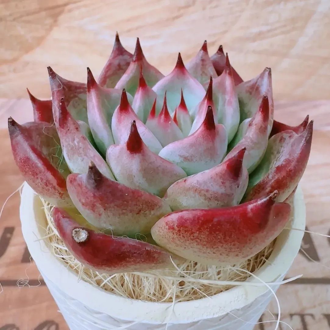 プクプク❤️ホワイトチヒロ✨ ホワイトチヒロ 多肉植物 韓国苗