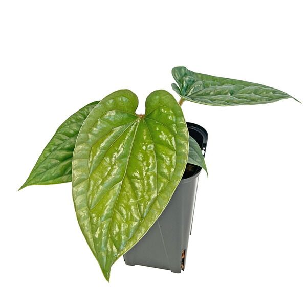 現品販売 アンスリウム ルクスリアンス 3.5号 Anthurium luxurians 極