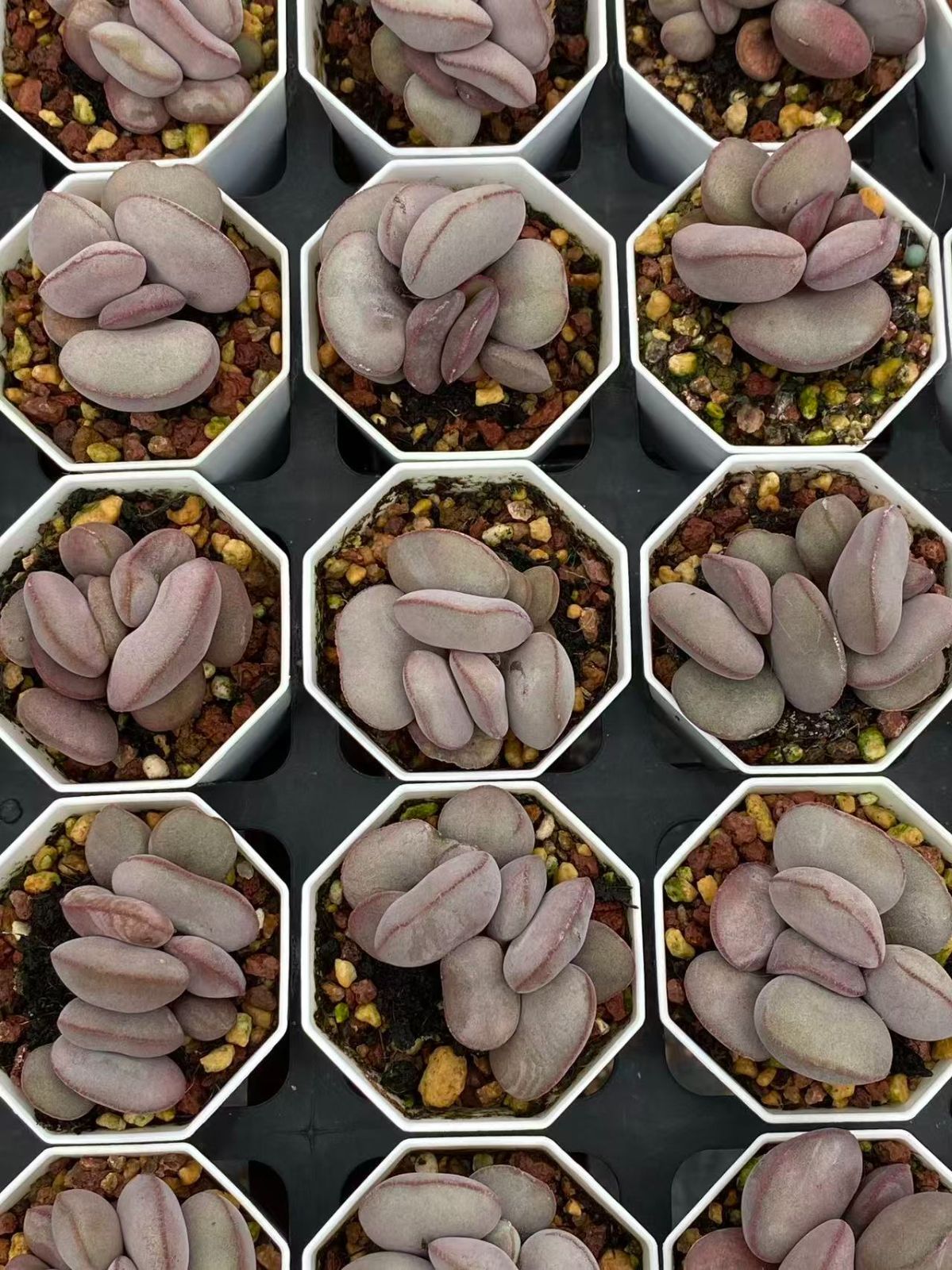 ZM1743×32 アドロミスクス マリアニアエ ハリー 抜き苗 多肉植物 アエオニウム エケベリア 韓国苗 STEELWINDOWSANDDOORS_COM