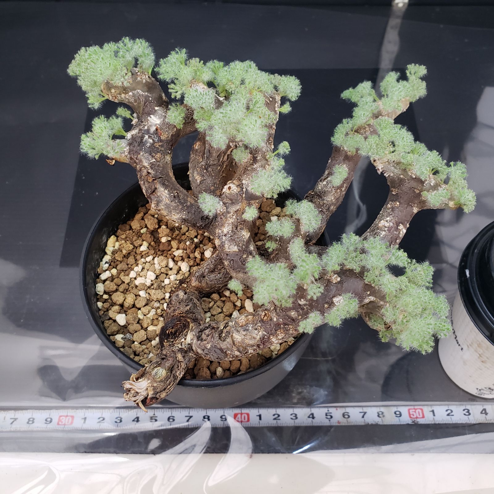 V347【自社養生株】モンソニア ムルチフィダ（現地球・発根株・鉢植え