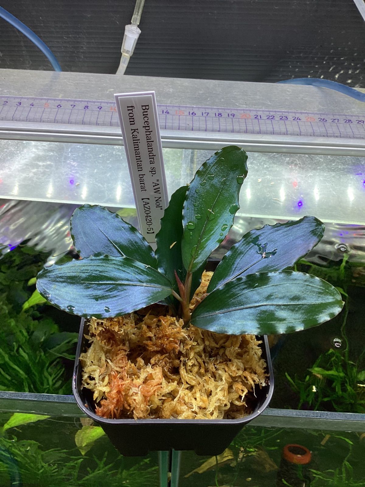 Bucephalandra sp. AW No1 from Kalimantan barat AZ0420-5