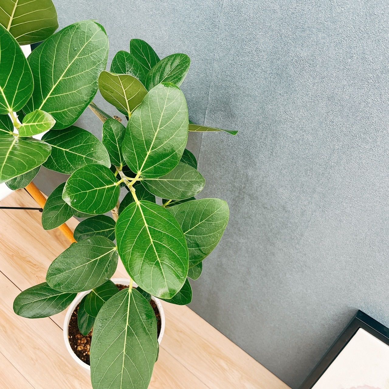 現品　フィカス　ゴムの木　ベンガレンシス　1　曲り　インテリアグリーン　観葉植物 Amazon.co.jp: フィカス ベンガレンシス ゴムの木の仲間 曲がり