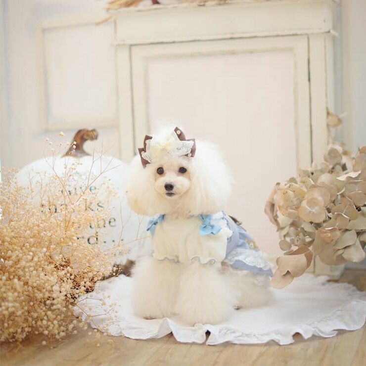 チワワのあみぐるみ 222 あみぐるみ チワワ 編み図 | TikTok