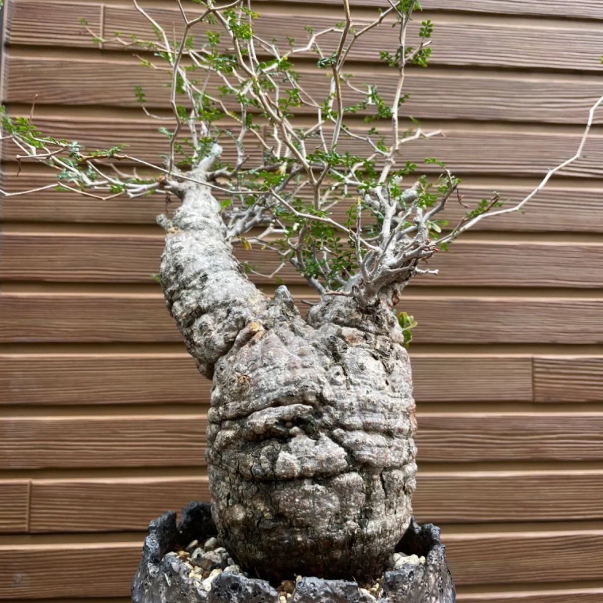 オペルクリカリア パキプス 鉢（SRL）ごと