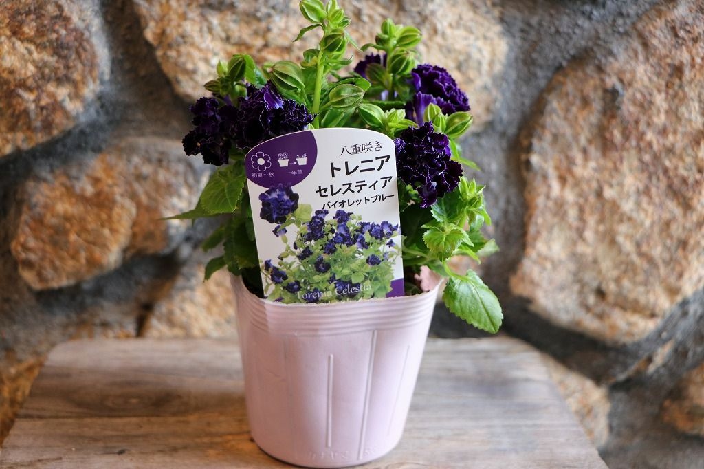 花苗 7/8D ゼラニウム 苗 濃いオレンジ 花付き 八重咲 花苗 大きめ苗