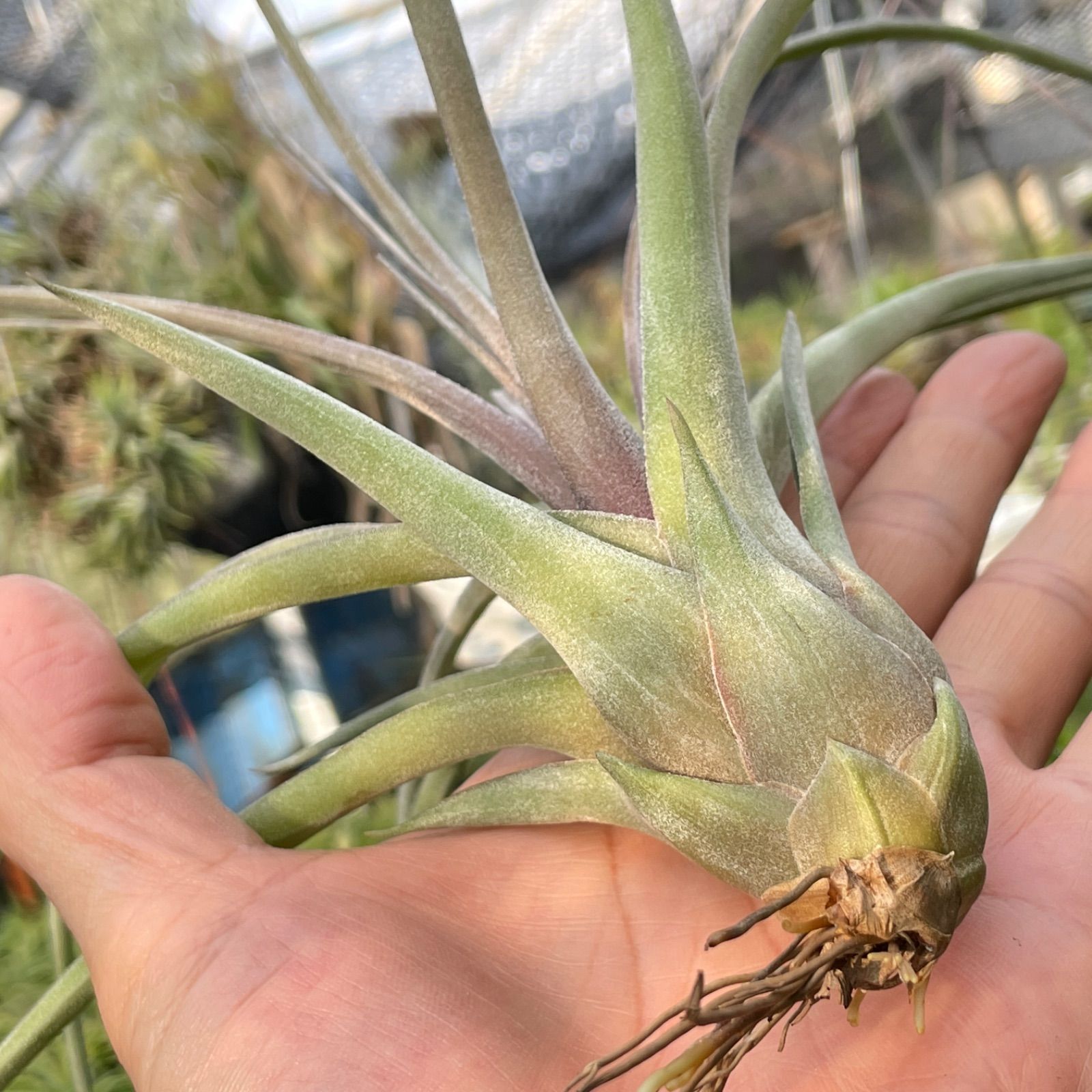 チランジア ストレプトフィラ × ノバキー Tillandsia streptophylla x Tillandsia novakii＊エアプランツ＠フラワーショップ江口  - メルカリ