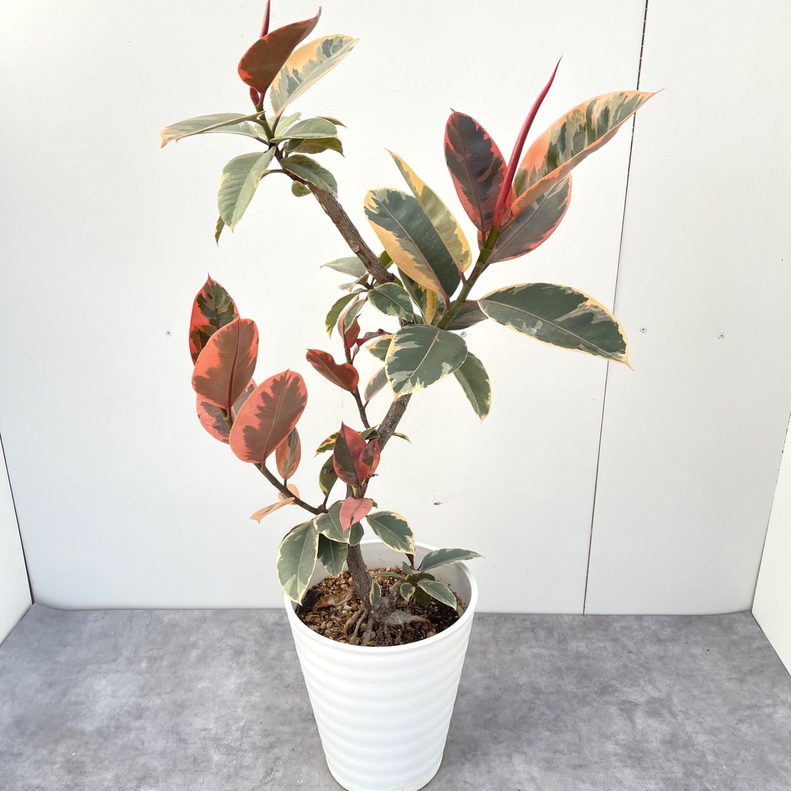 フィカス　ルビー　曲がり仕立て　8号　陶器鉢　植え込み発送 フィカス ルビー 曲がり仕立て 8号 陶器鉢 植え込み発送