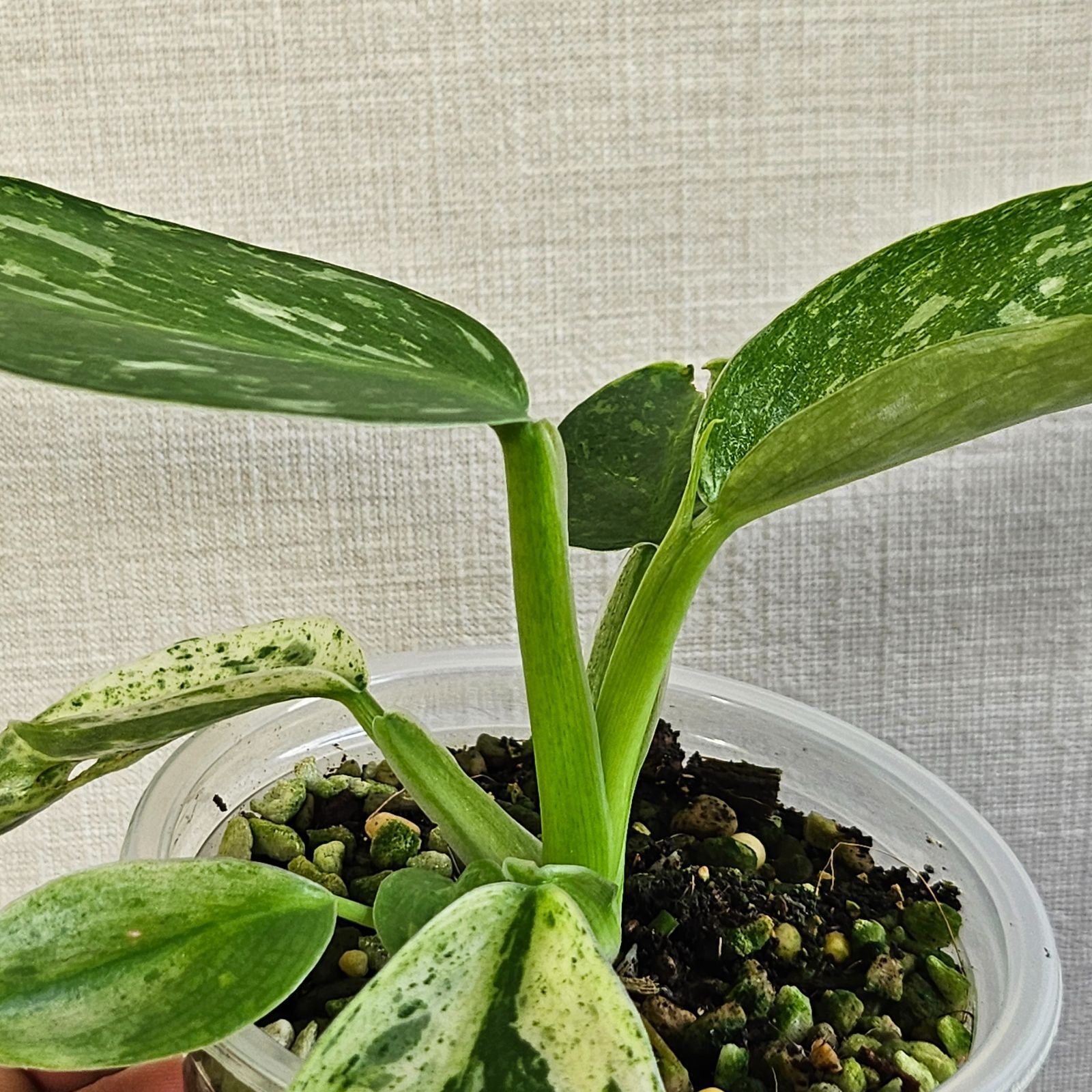 フィロデンドロン ジョセボーノ〕Philodendron Jose Buono 斑入り 観葉植物 - メルカリ