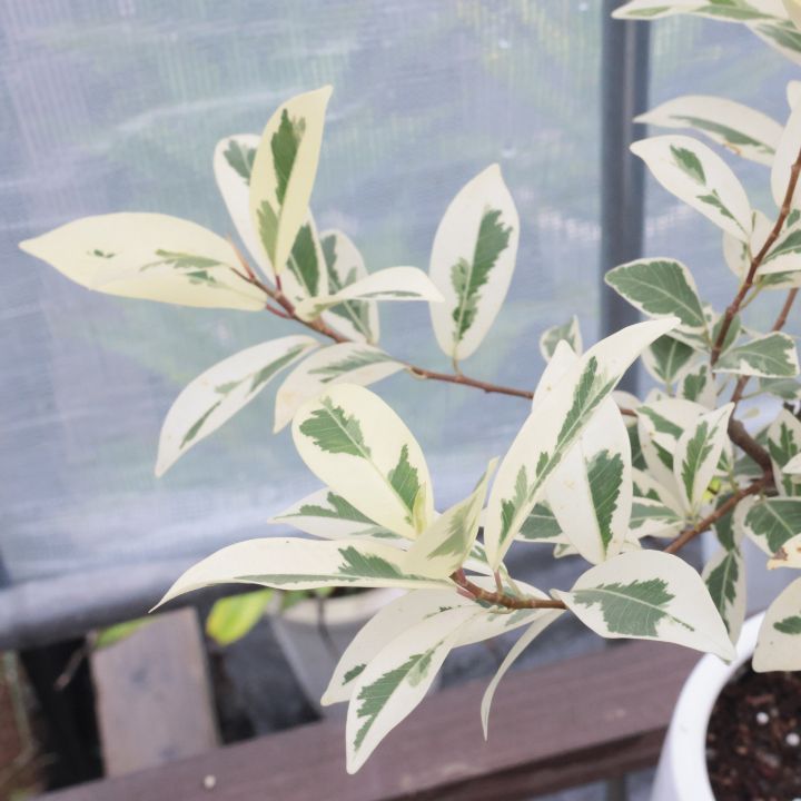 観葉植物 希少 白斑入り ガジュマル 高さ約45cm 陶器鉢 5号 現品 観葉植物 希少 白斑入り ガジュマル 高さ約45cm 陶器鉢 5号 現品