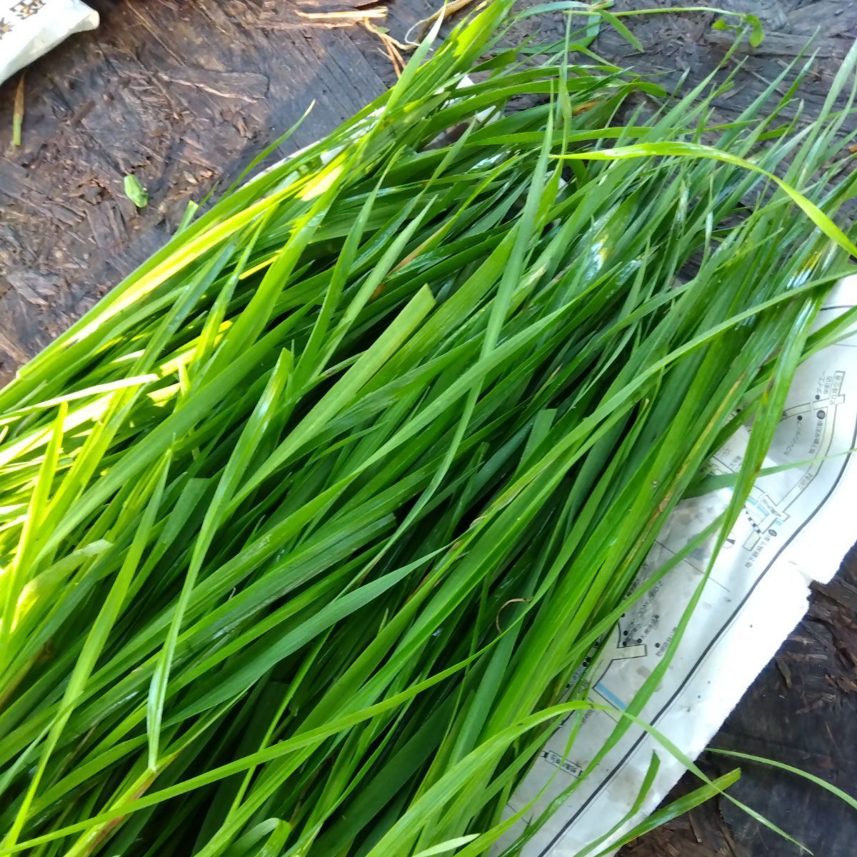 たんぽぽの葉っぱ☆250g☆採れたて発送 洩れ