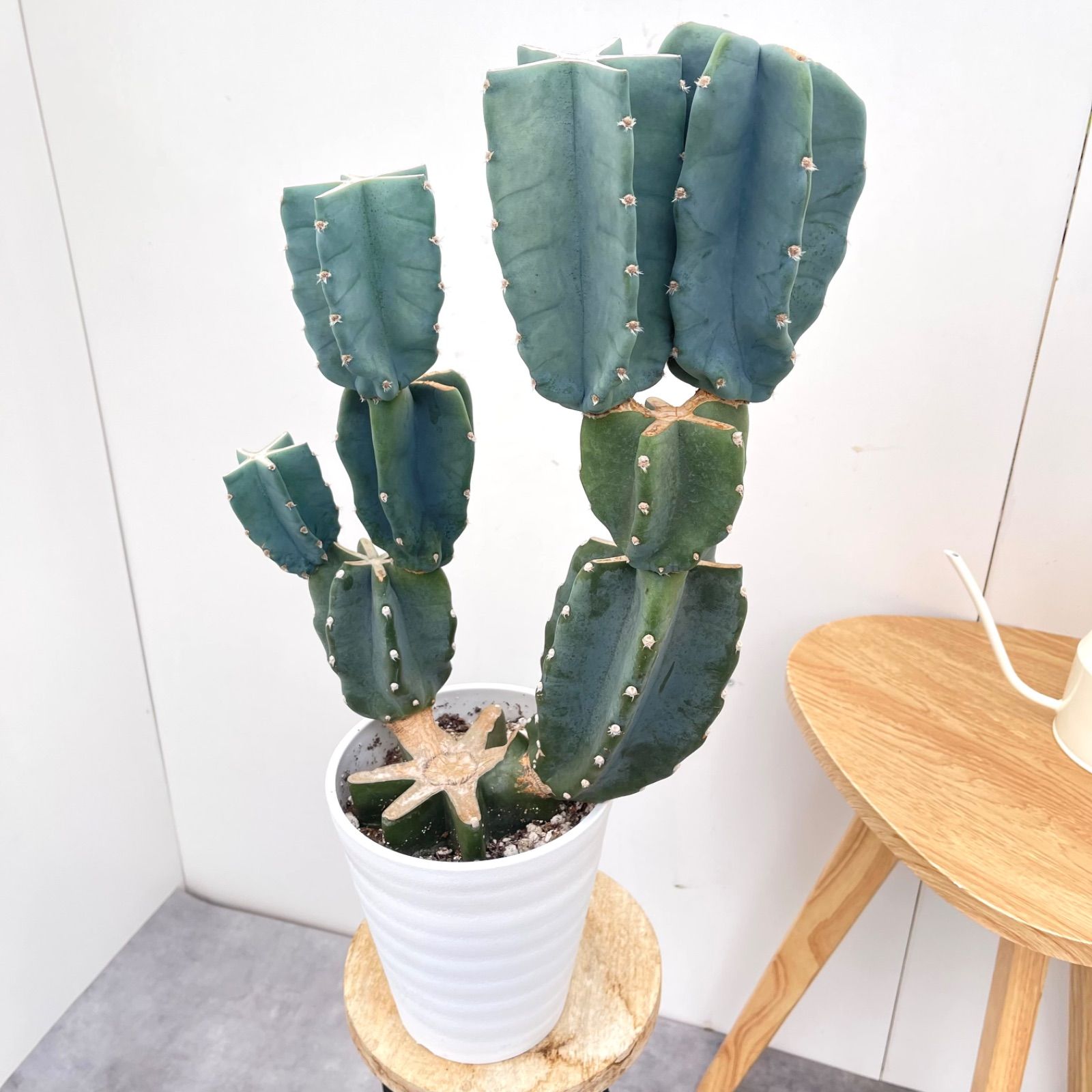 売約済※ 柱サボテン ブランチ 1【現品】観葉植物 ドライガーデン 6号 