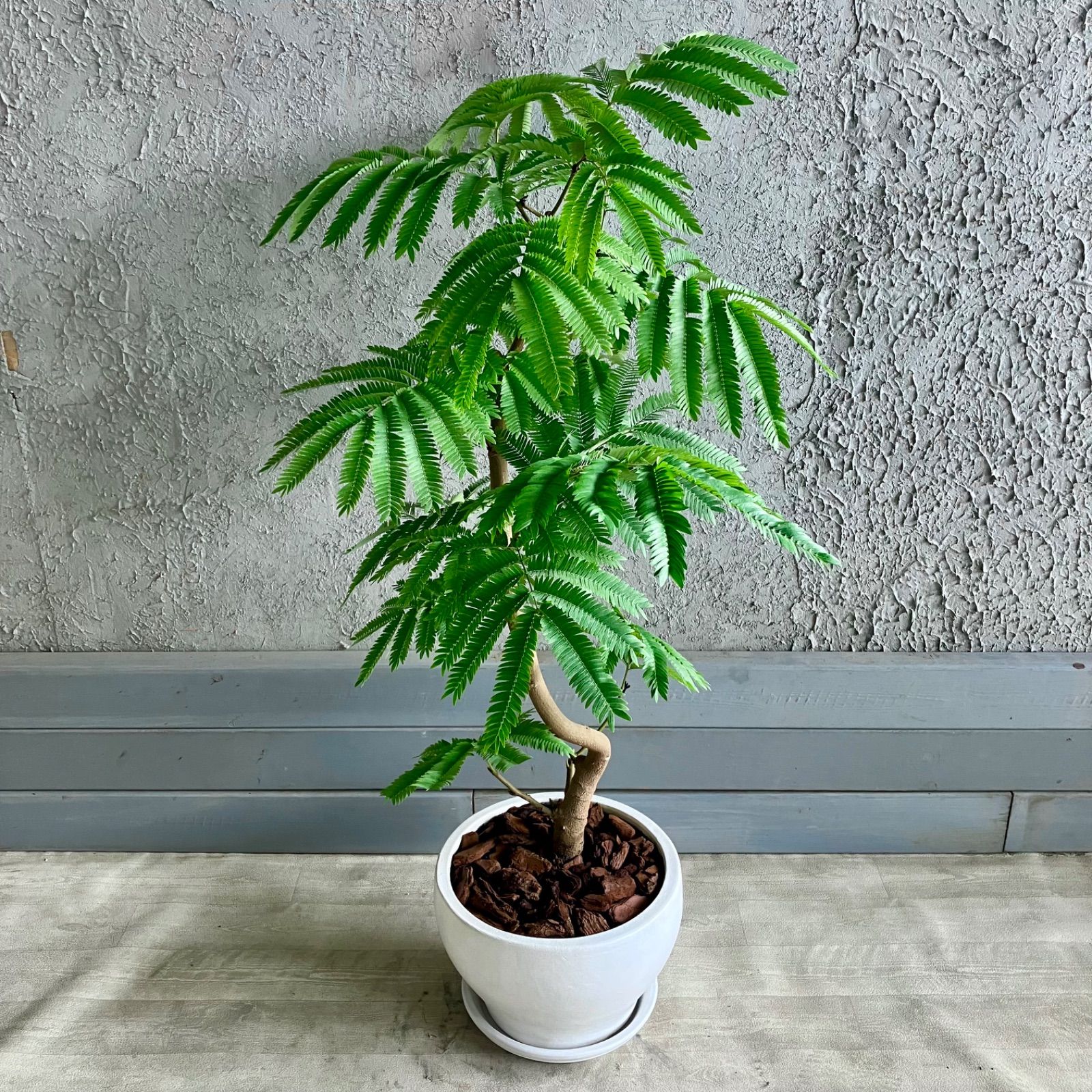 美形 幹太 エバーフレッシュ 8号 テラコッタ鉢植え セール ホワイト