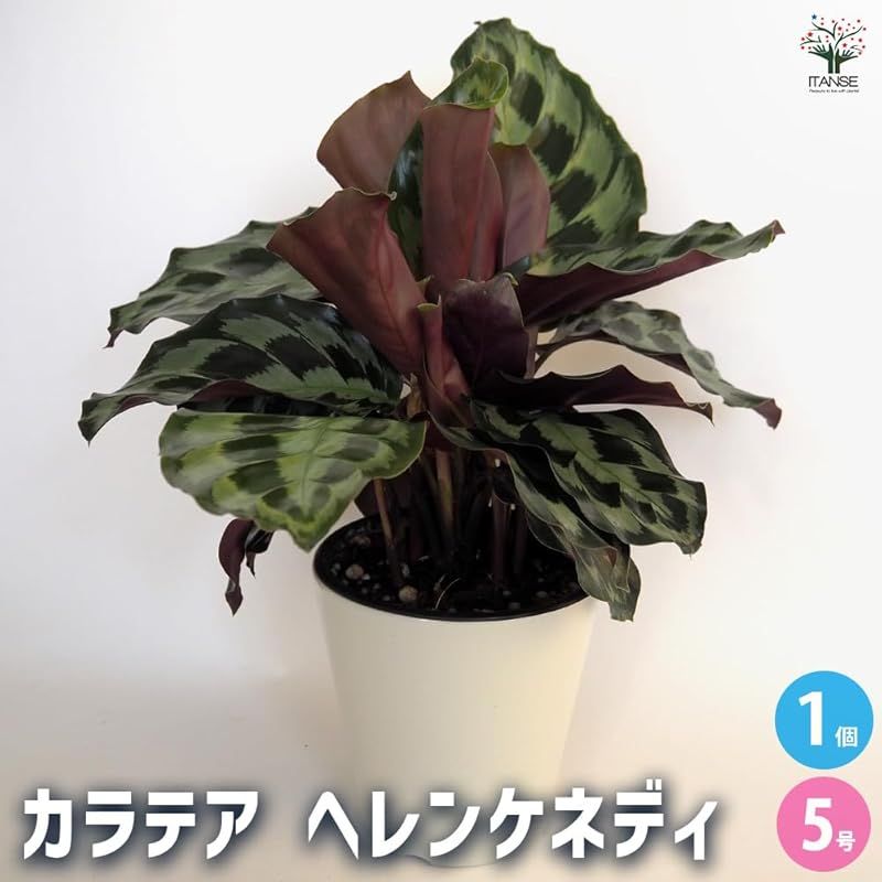 ＩＴＡＮＳＥ カラテア ヘレンケネディ 5号 1個売り 品種で選べる観葉植物 学名 Calathea Helen Kennedy クズウコン科 非耐寒性多年草 原産地 中南米●カラテアの中でも特に美しい葉模様とシックな色合いが特徴です 葉は深い緑