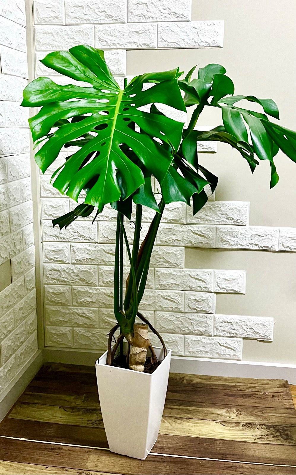 モンステラ 葉の大きさ◎8号】 モンステラ 葉の大きさ約40cm 観葉植物 室内