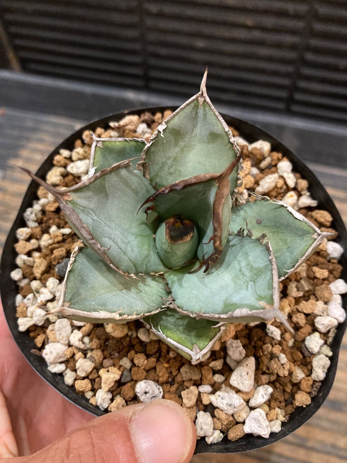 アガベ オテロイ 植物図鑑】アガベ・オテロイ（Agave oteroi）とは？青灰色の葉が魅力的