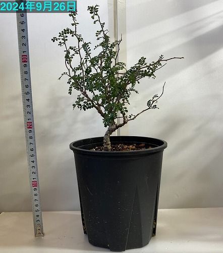 塊根植物 オペルクリカリア パキプス(接ぎ木) 5号 個体A 現品