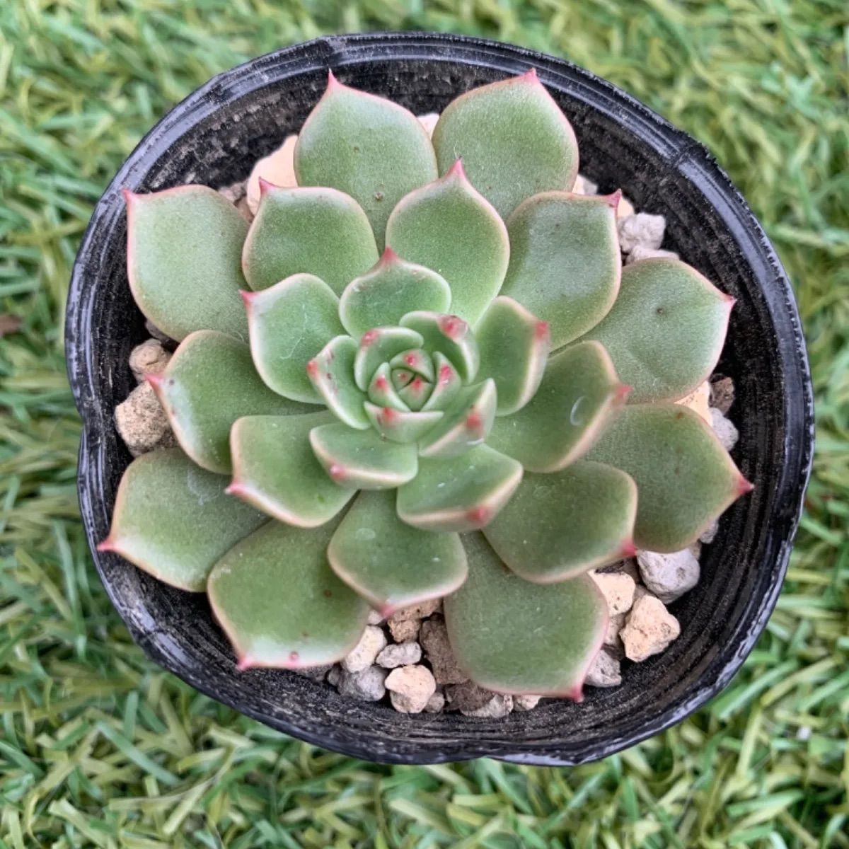 オリビア 多肉植物 抜き苗 多肉 植物 | discovermediaworks.com