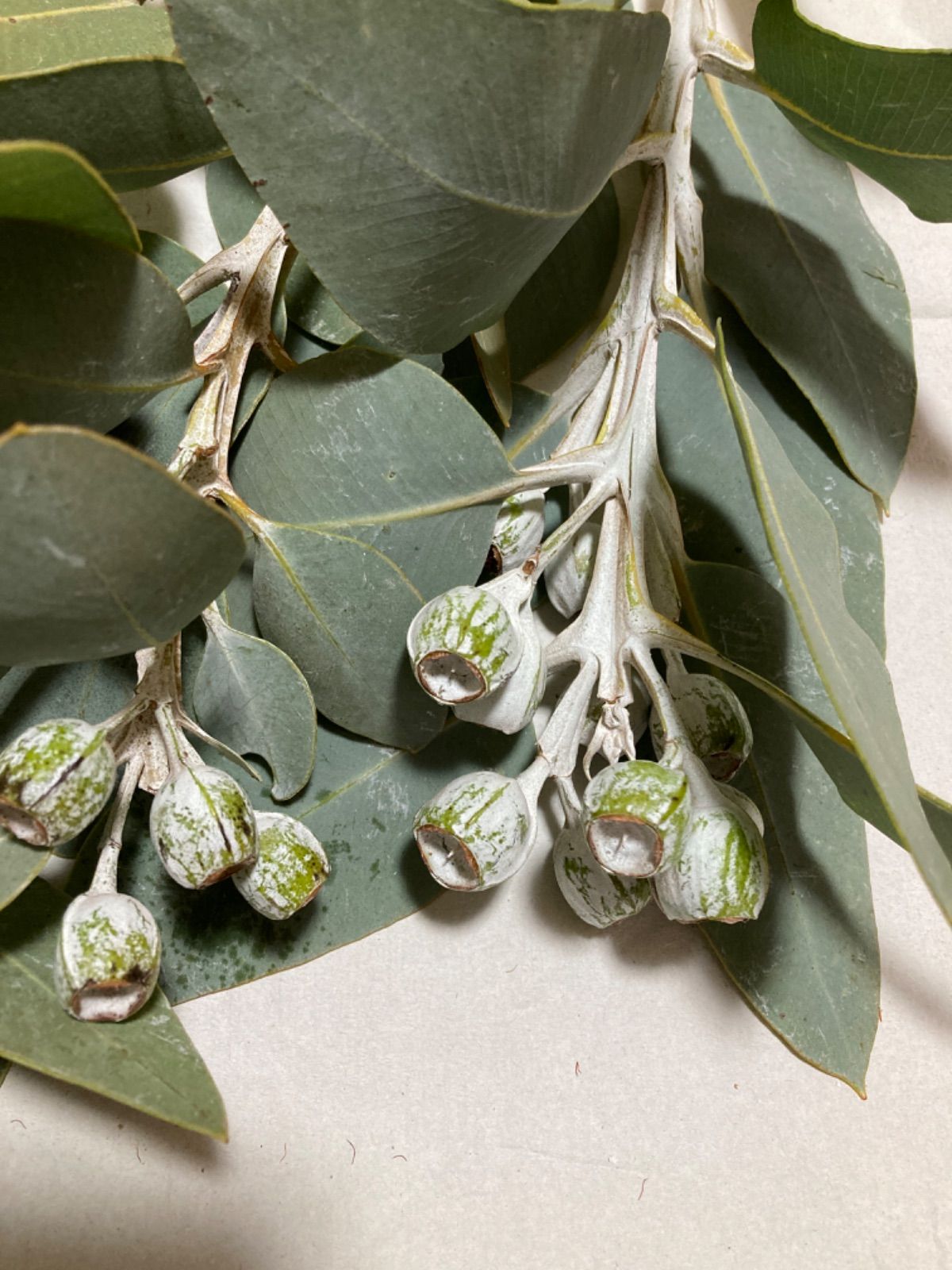 テトラゴナ フレッシュ 5本 ゆうパケットプラス - メルカリ 