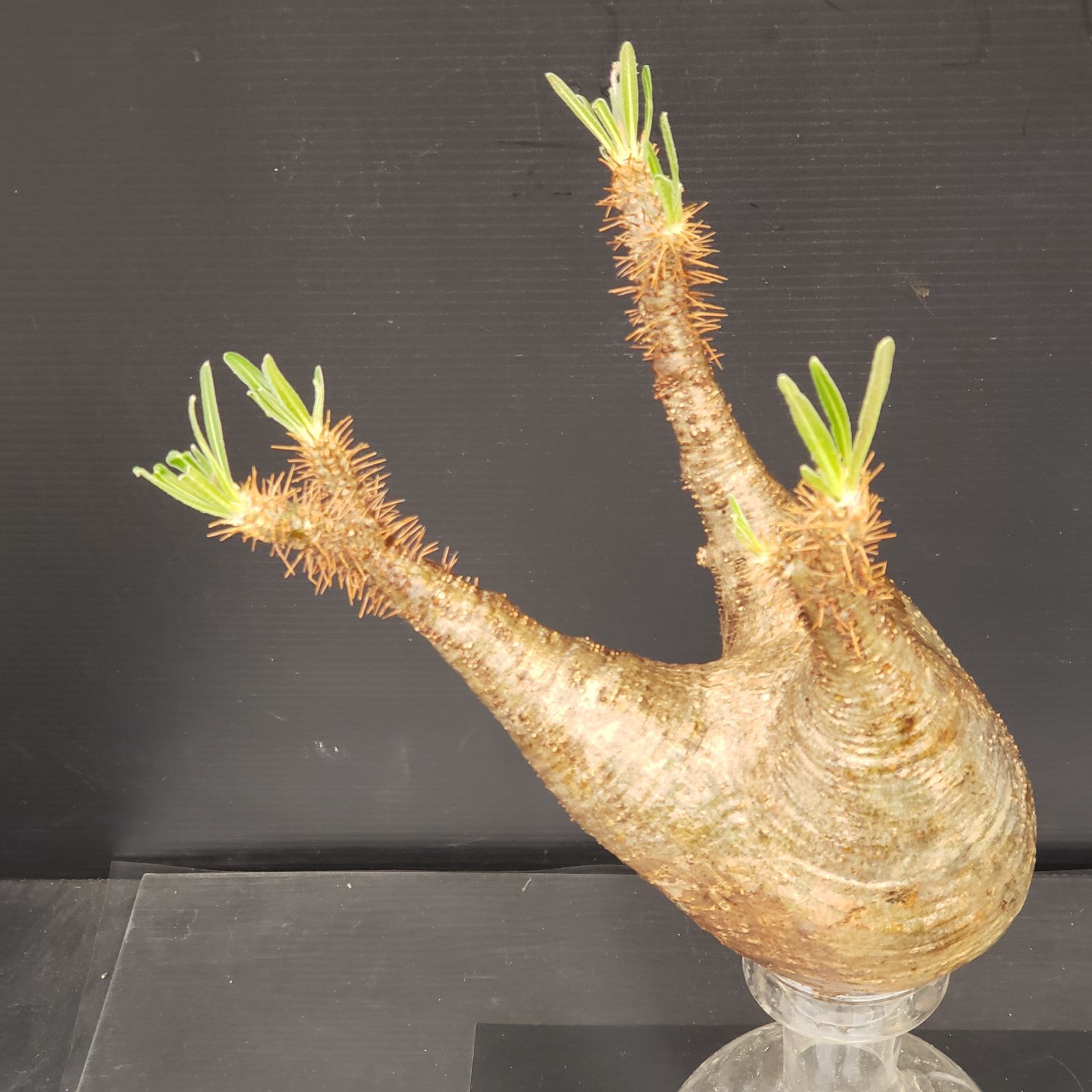【グラキリス】春から塊根！モンスターボクサー型 棘植丸に仲間入り！ 「パキポ」塊根モンスター グラキリス