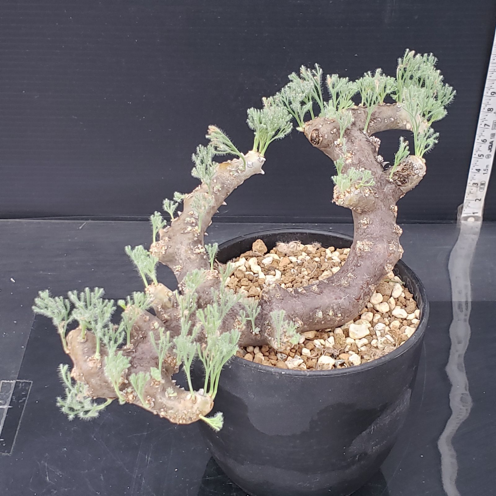 H584【自社養生株】モンソニア ムルチフィダ（現地球・発根開始