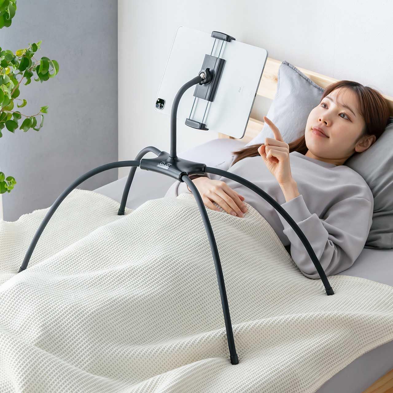 シラカバ苗木 白樺ジャクモンティー15cm鉢 幹の白い白樺 綺麗❗3株