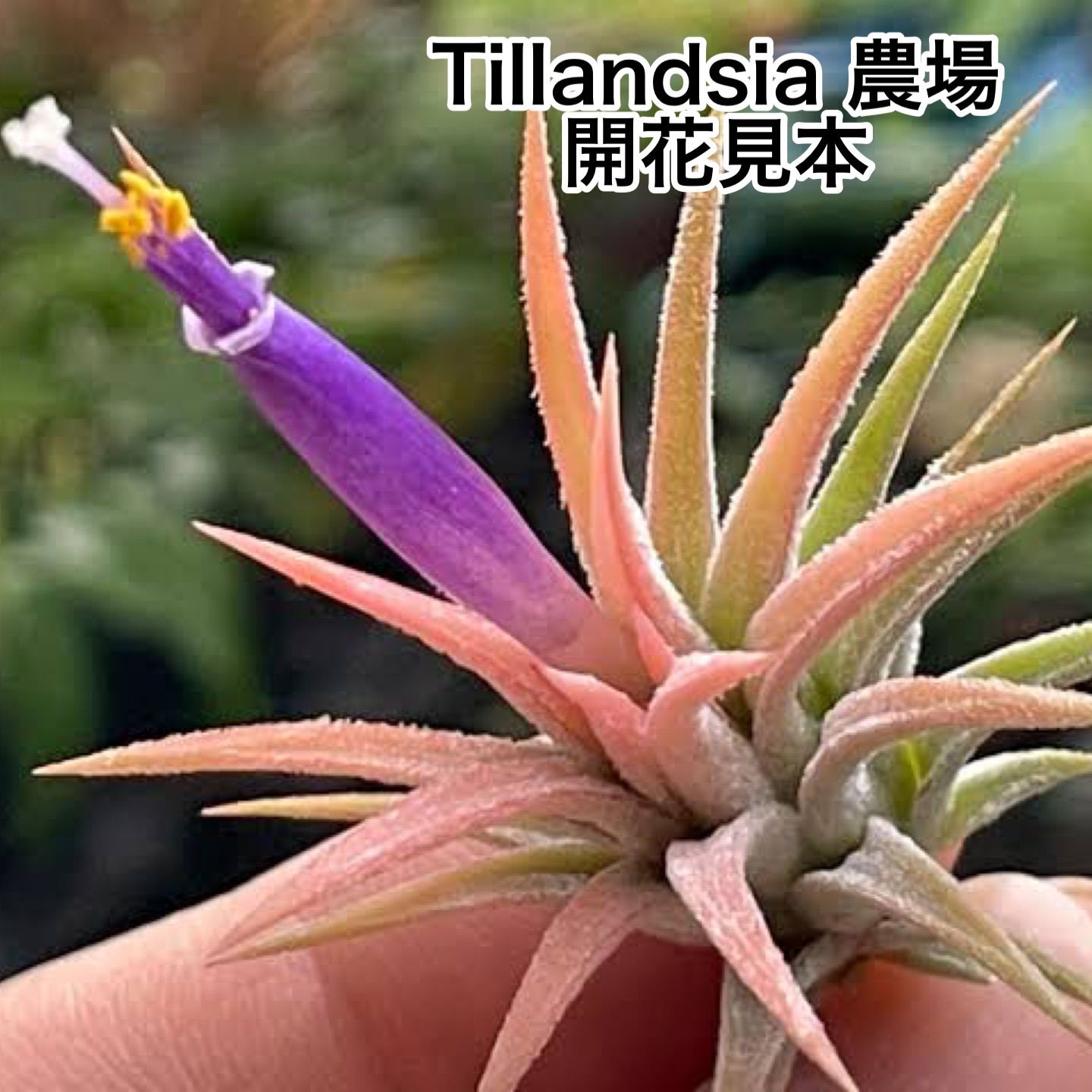 チランジア イオナンタ ピーチ パープル(紫花)フラワーフォーム