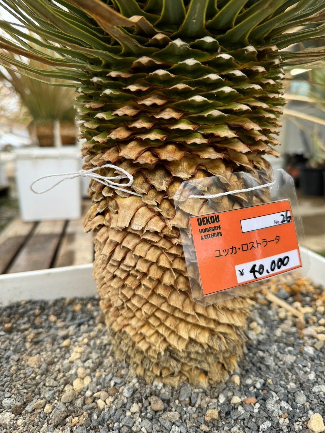 白樺苗木 76センチ 小苗5本オマケ 2025年最新】白樺 苗木の人気アイテム -