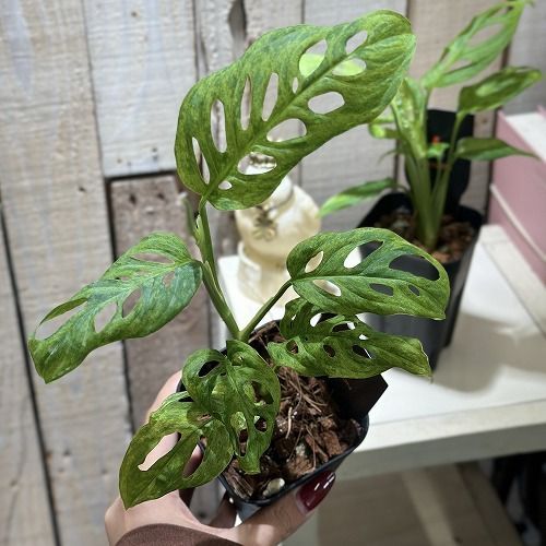超希少❗️モンステラ　ラニアータ　モトルド✨ モンステラ ラニアータ モトルド ミント斑入り 希少 モンステラ