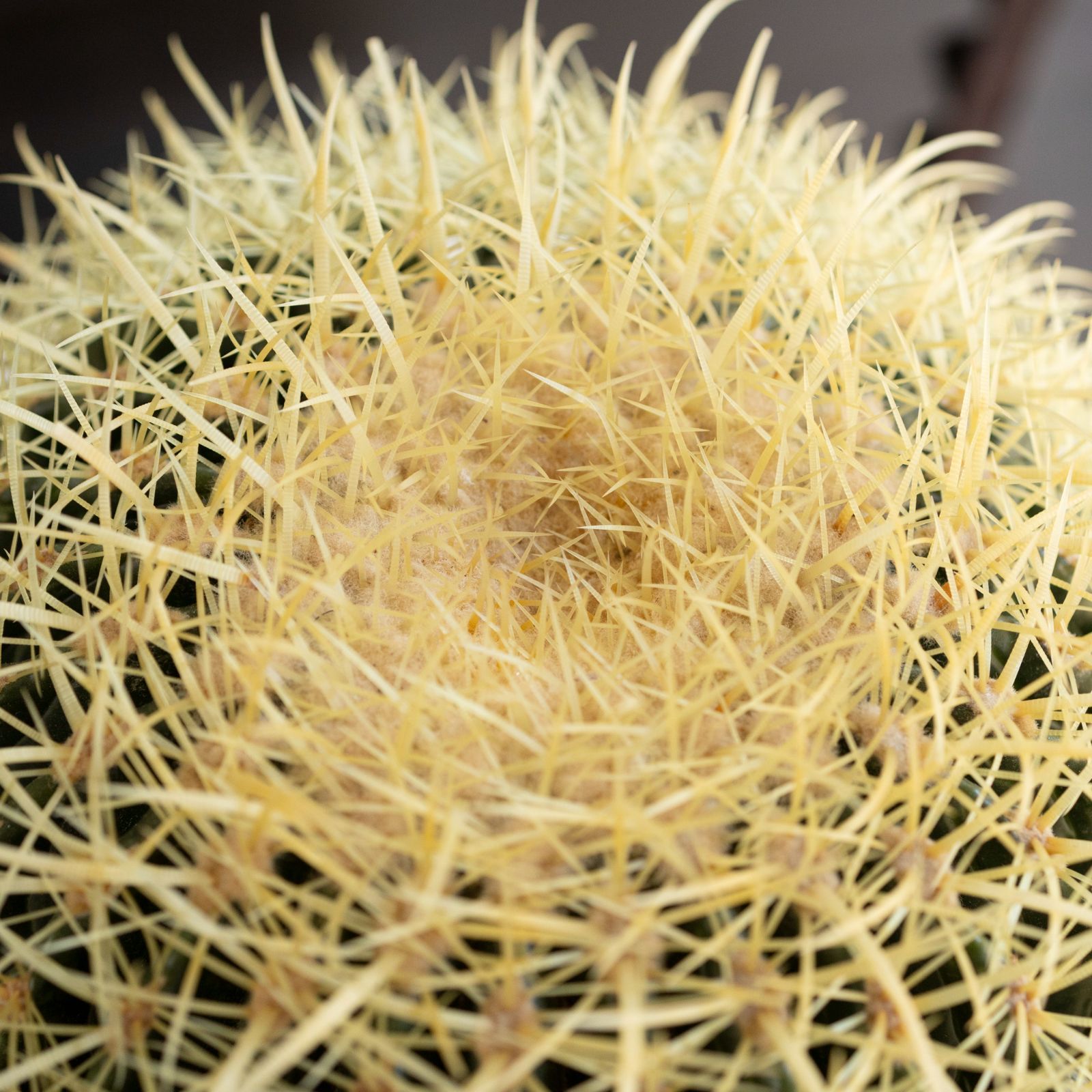 観葉植物 【発根済】36cm 金鯱 サボテン 特大 12号 ドライガーデン