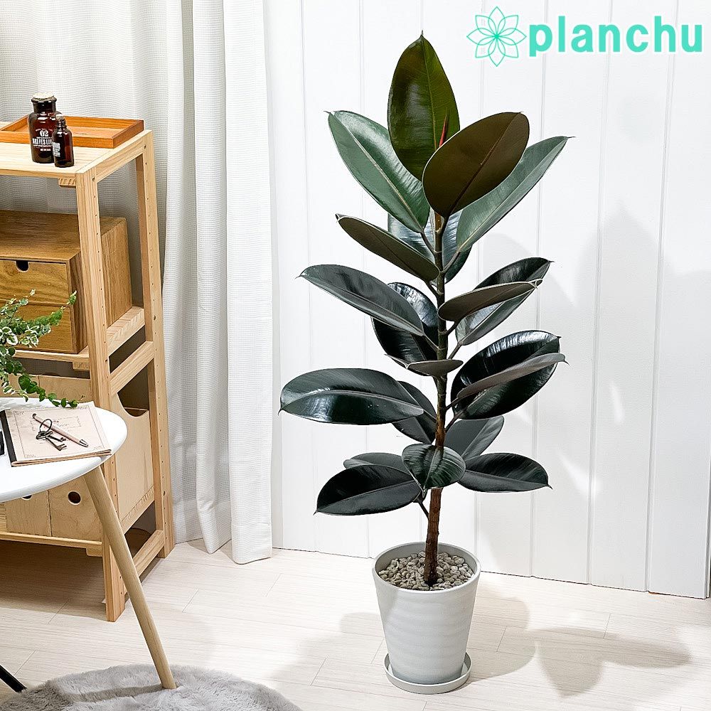 は*す様 ブライトリバーCHUKER チャッカー ショップ 4s グラスパー typeB