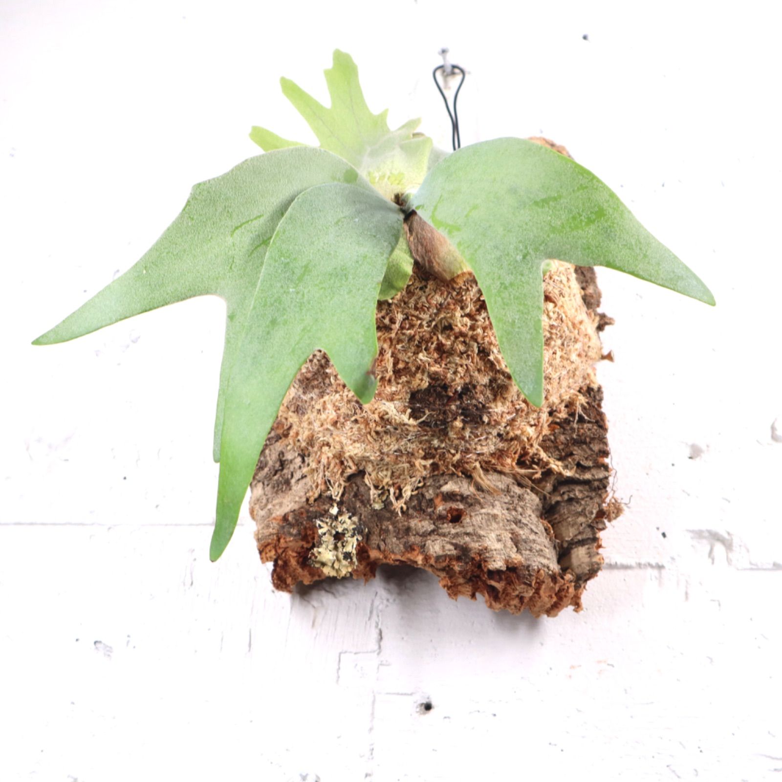 P1497 ビカクシダ ウィリンキービッグスノー P. Willinckii Big