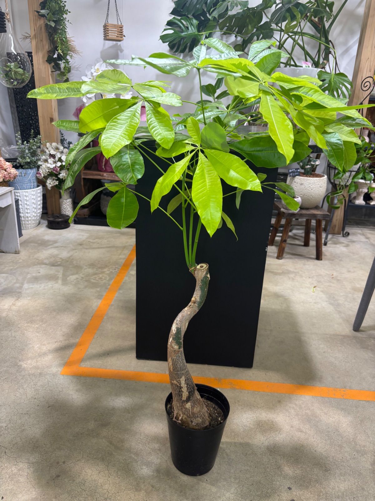 観葉植物