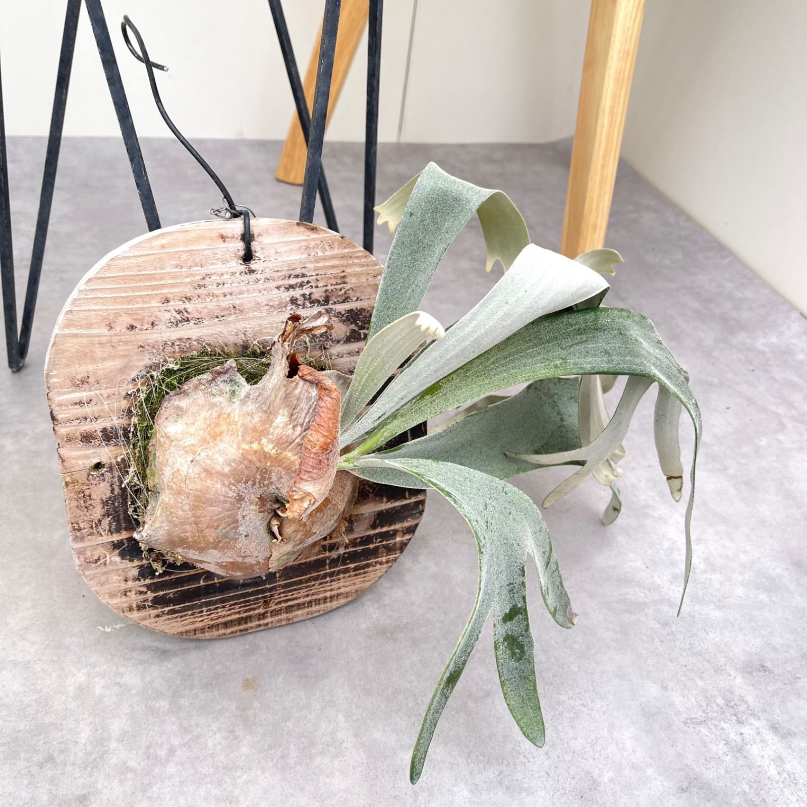 ビカクシダ ホワイトアンドシャイン 現品 観葉植物 板付