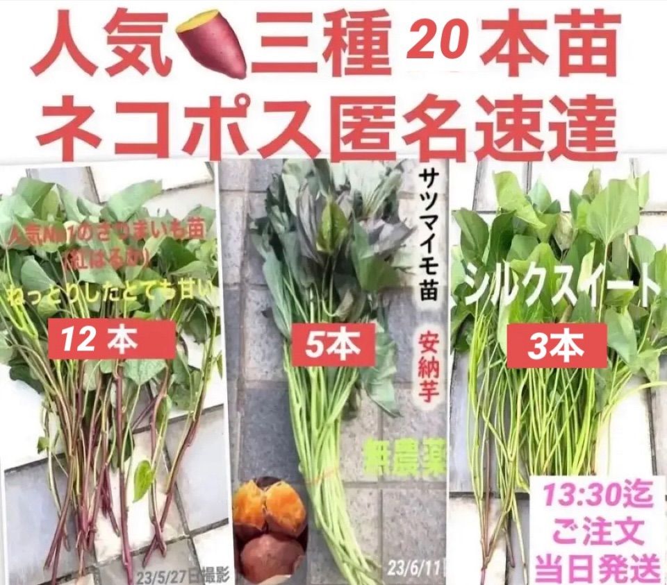 さつまいも苗 大人し 紅はるか5本シルクスイート5本