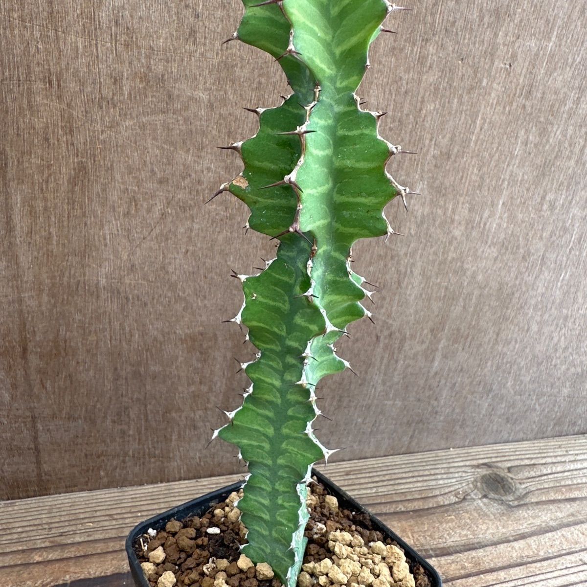ユーフォルビア5種セット Euphorbia 現品 観葉植物 観葉 植物 珍奇