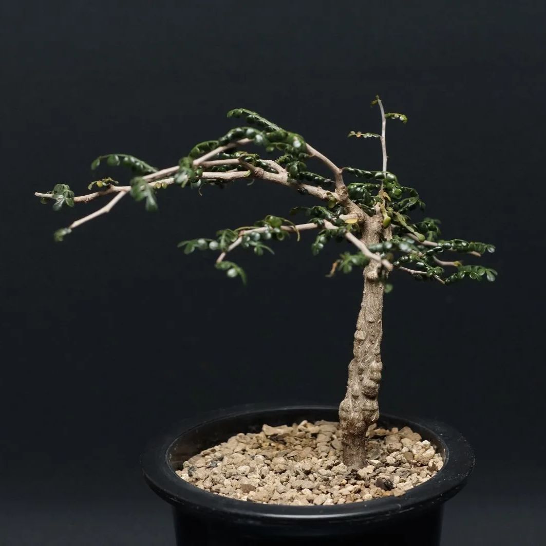 オペルクリカリア パキプス