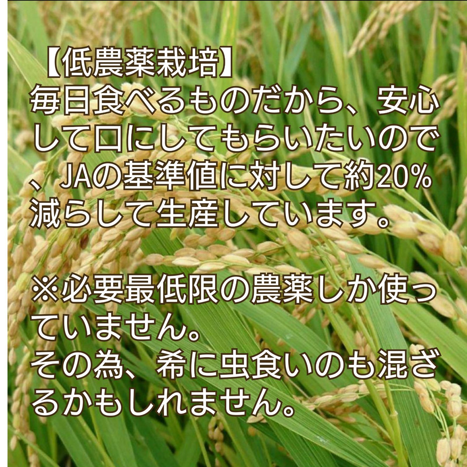 在庫一斉セール❗令和4年度 和歌山県産《キヌヒカリ100% 玄米30kg》