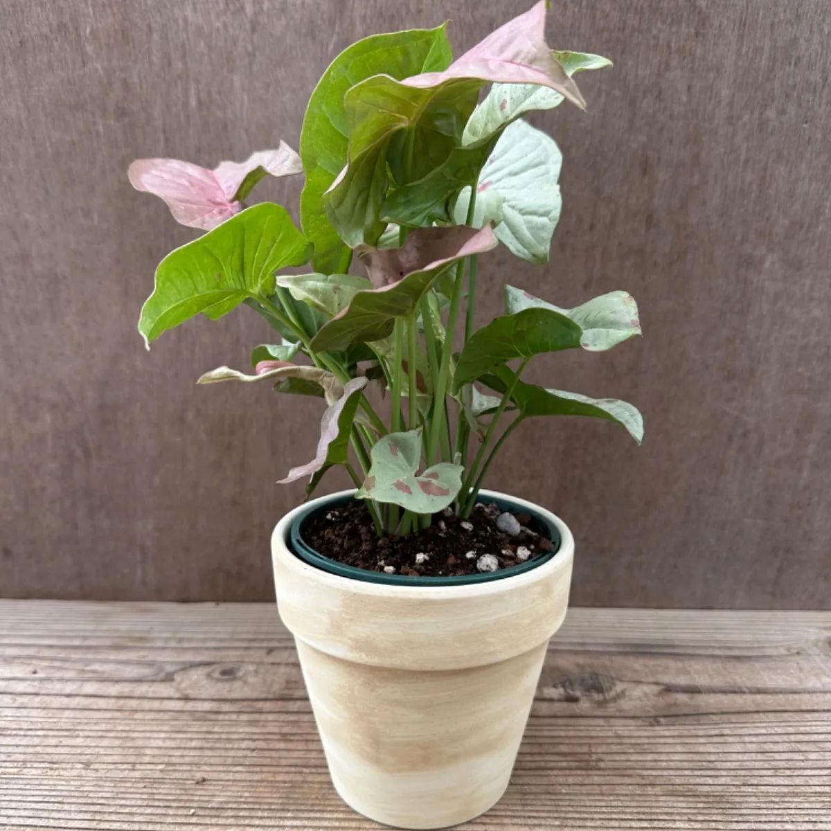 【サンプル】シンゴニウム コンフェッティ Syngonium podophyllum ‘confetti’  サトイモ科　シンゴニウム属 シンゴニウム   観葉植物 観葉 植物 インテリア プレゼント おしゃれ かわいい  グリーン