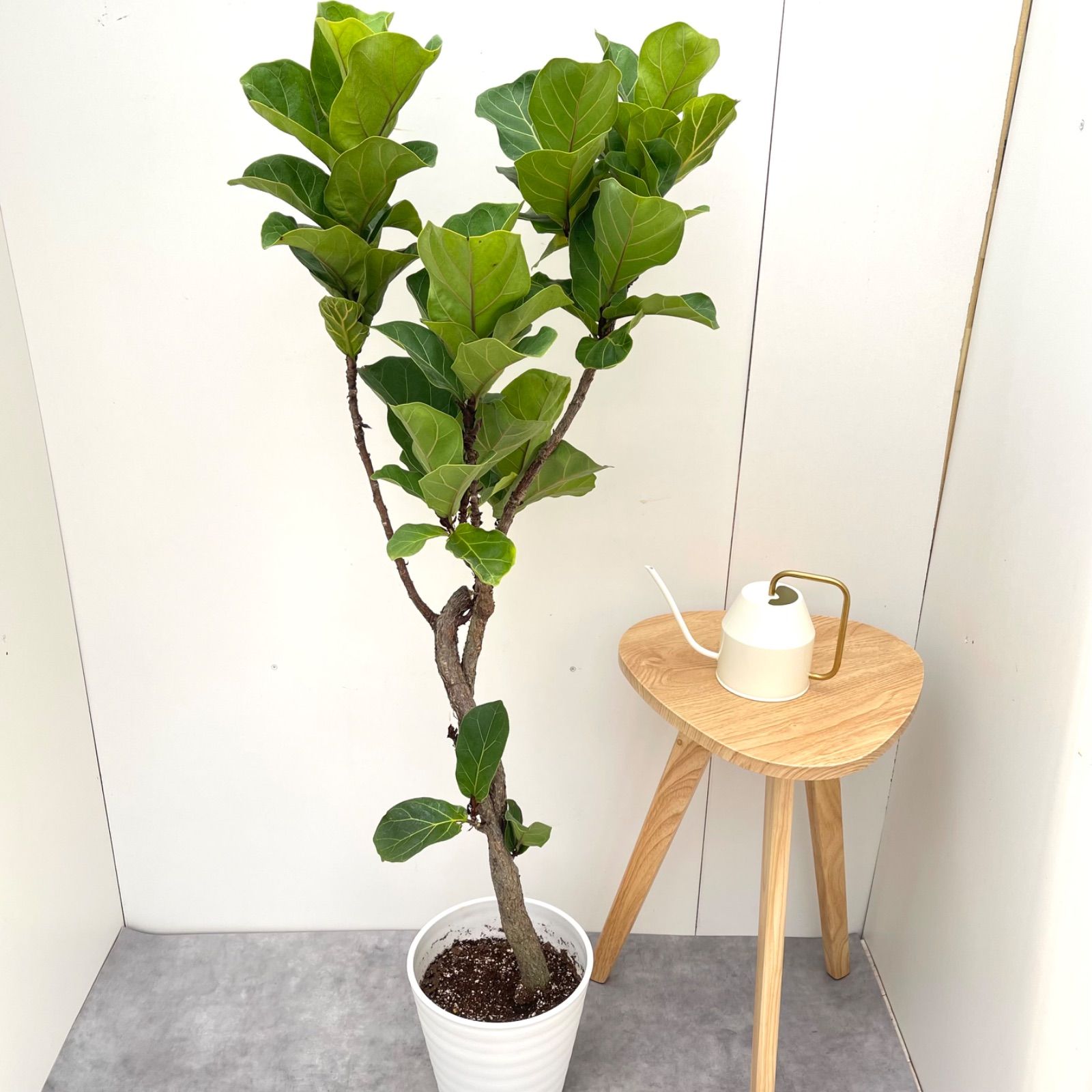 良型　ボンバックス　7号鉢付き 良型 ボンバックス 7号鉢付き 良型 ボンバックス 7号鉢付き