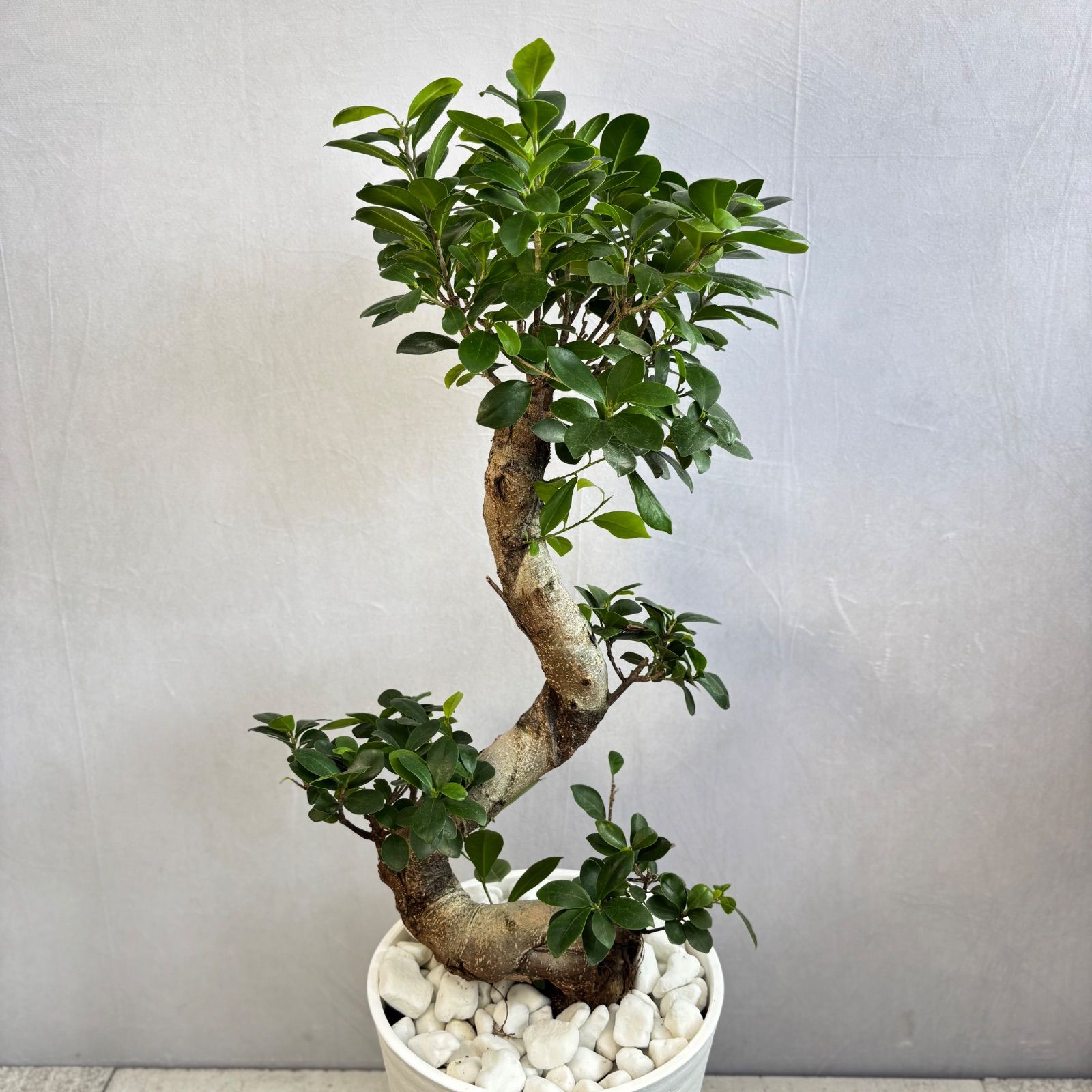 ガジュマル 曲がり 昇り龍 縁起物 開店祝い 観葉植物 - メルカリ