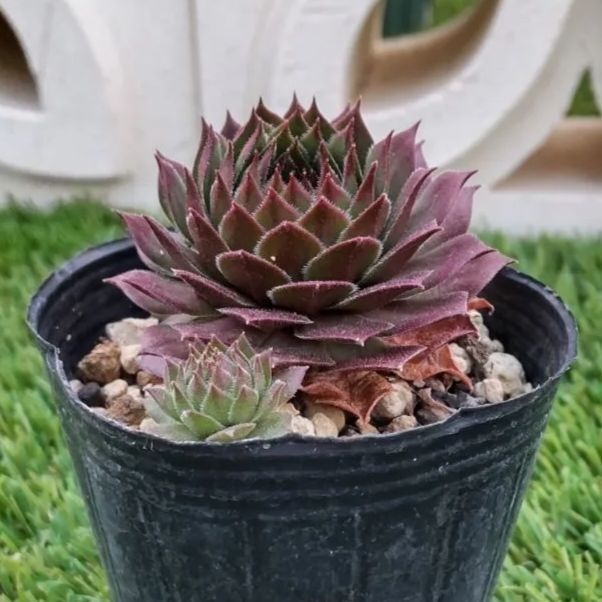 多肉植物センペルビウム属ダイナモ 仕上げよ 