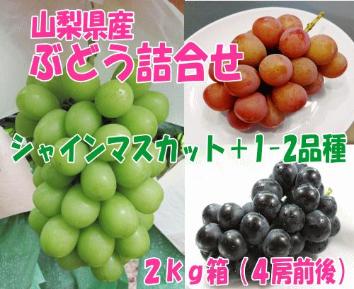 【旬のぶどう】詰合せ２ｋｇ箱（４房前後）山の果樹園栽培※９月中～下旬頃発送予定