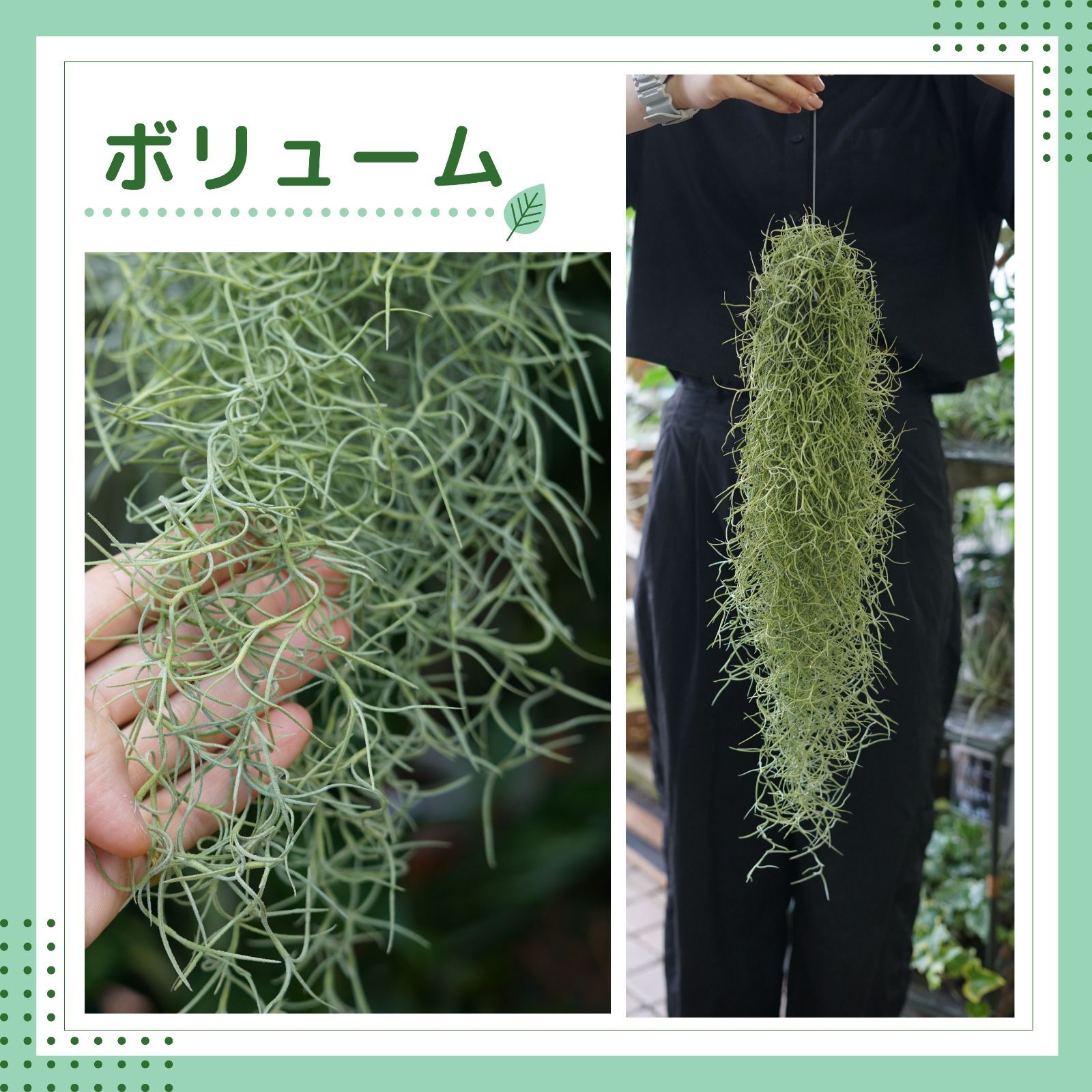 スパニッシュモス専用フックA】＋【特大スパニッシュモス】 チランジア