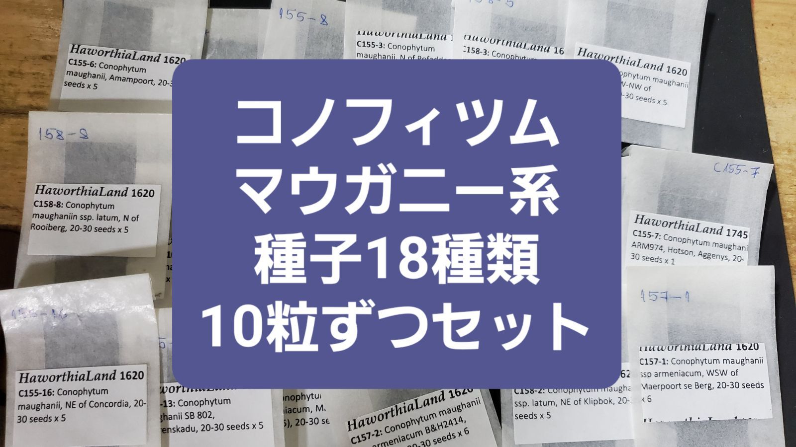 コノフィツム マウガニー 種子18種類 10粒ずつセット