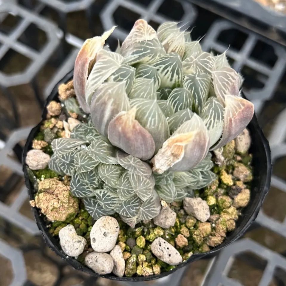 50K ハオルチア多肉植物酒呑童子錦自家繁殖